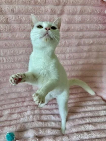 An adult medium-sized female Domestic Short Hair cat named Meringue for adoption in Vero Beach, FL