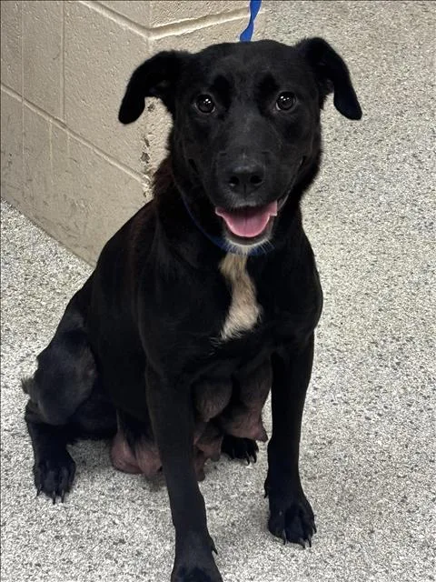 An adult medium-sized female Labrador Retriever dog named Rosa for adoption in Conroe, TX