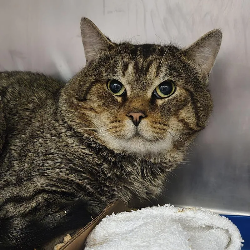 An adult medium-sized male Brown / Chocolate Domestic Short Hair cat named Peri for adoption in Nashville, TN