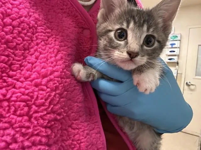 A young small-sized female Domestic Short Hair cat named Cassie for adoption in Riverside, CA