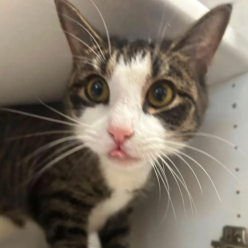 An adult small-sized female Brown / Chocolate Domestic Short Hair cat named Jasmin for adoption in Long Island City, NY