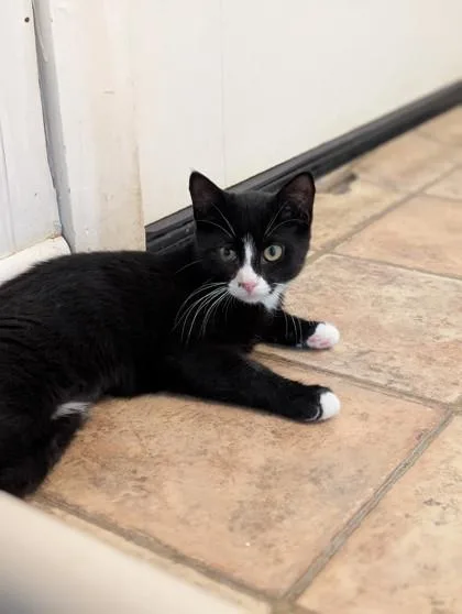 A baby small-sized female Domestic Short Hair cat named Ld for adoption in Bloomsburg, PA