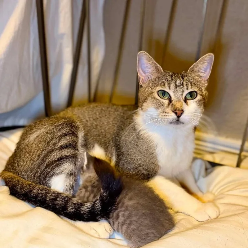 An adult small-sized female White Domestic Short Hair cat named Aria for adoption in Wichita, KS