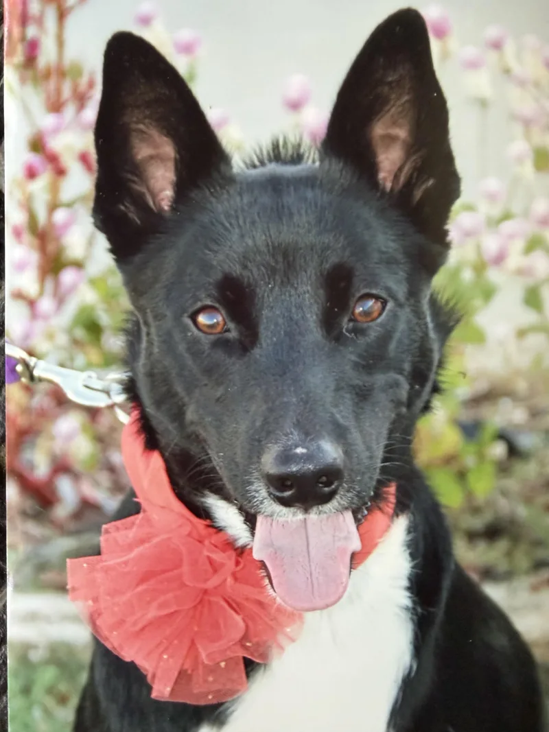 An adult large-sized female Black Border Collie dog named June Bug for adoption in Hutchinson, KS
