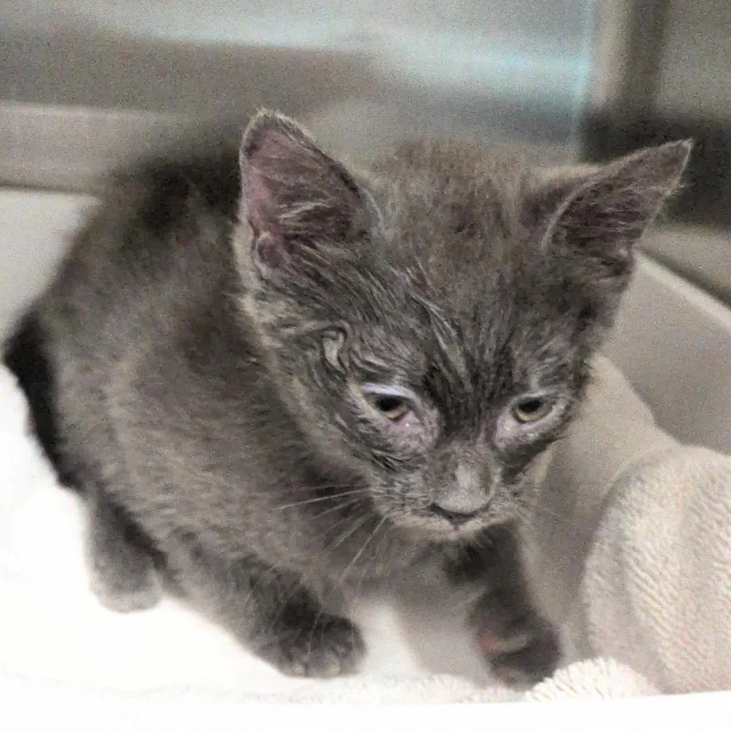 A baby small-sized female Gray / Blue / Silver Domestic Short Hair cat named Star for adoption in Reno, NV