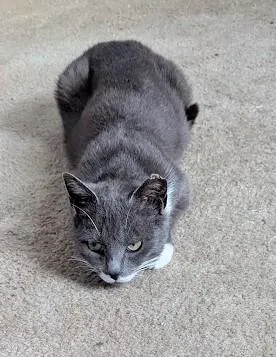 A baby medium-sized female Gray & White Domestic Short Hair cat named Nellie for adoption in Colmar, PA
