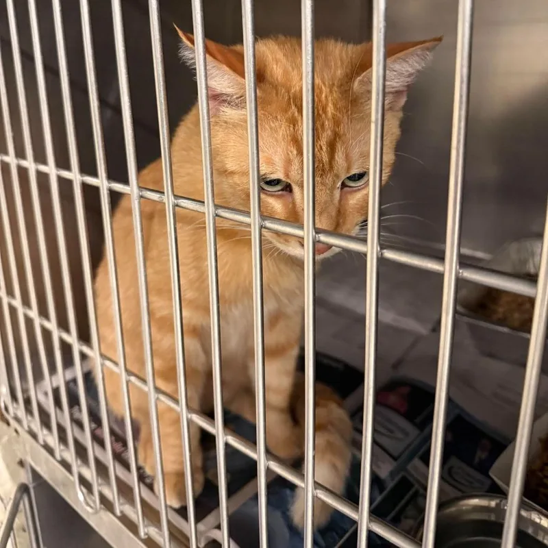 An adult large-sized male Orange / Red Domestic Short Hair cat named Nachos for adoption in Huntington, WV