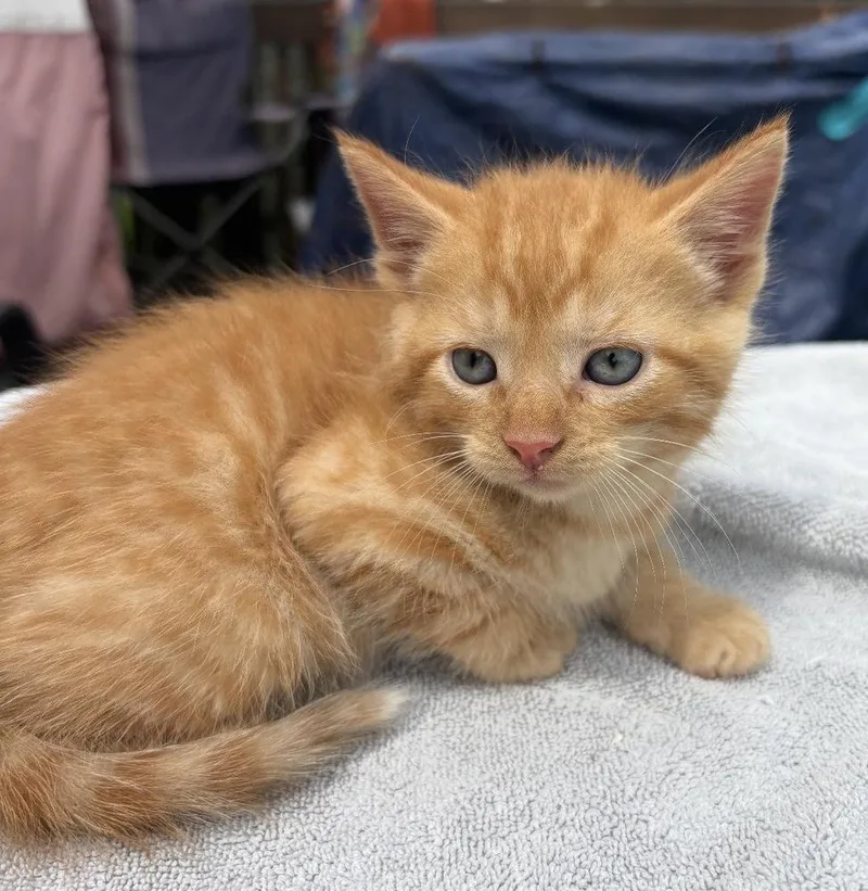 A baby small-sized male Tabby (Orange / Red) Domestic Short Hair cat named Waffles Ott for adoption in Poplar Grove, IL