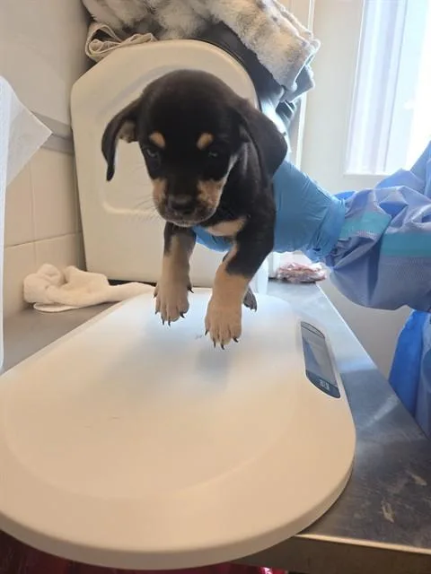 A baby small-sized male Chihuahua dog named Petri for adoption in Albuquerque, NM