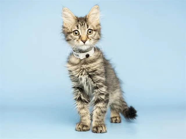 A baby small-sized male Domestic Short Hair cat named Louie for adoption in Phoenix, AZ