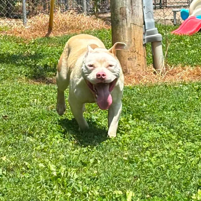 An adult medium-sized male Apricot / Beige Mixed Breed dog named Rocco for adoption in Leitchfield, KY