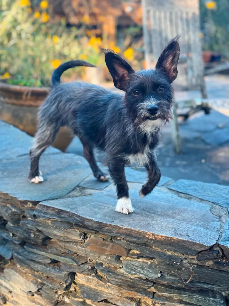 A young small-sized male Black Terrier dog named Rafi for adoption in Atlanta, GA