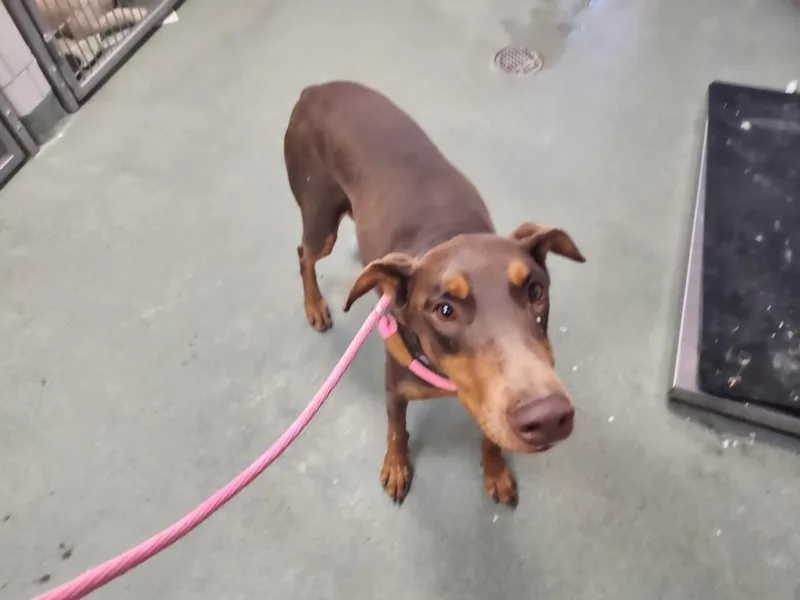 A young large-sized female Mixed Breed dog named Katana for adoption in Santa Fe, NM
