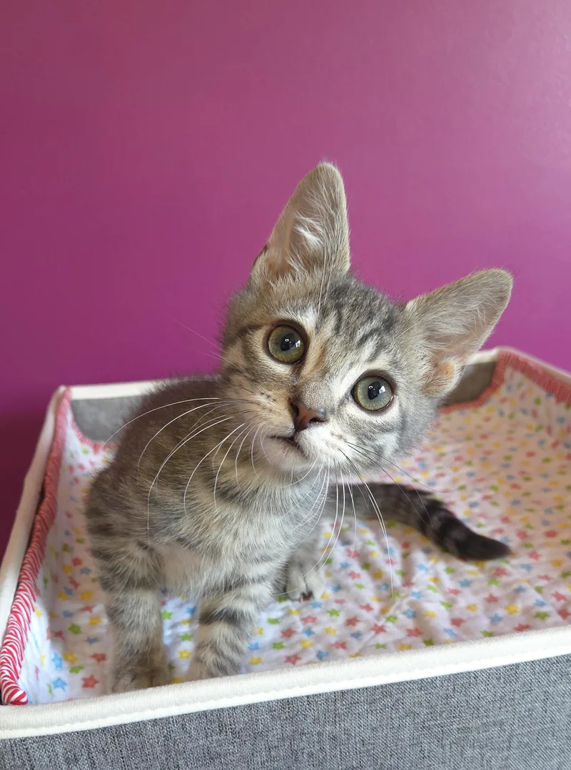 A young medium-sized male Tabby (Gray / Blue / Silver) Domestic Short Hair cat named Bunsen for adoption in Centerville, UT