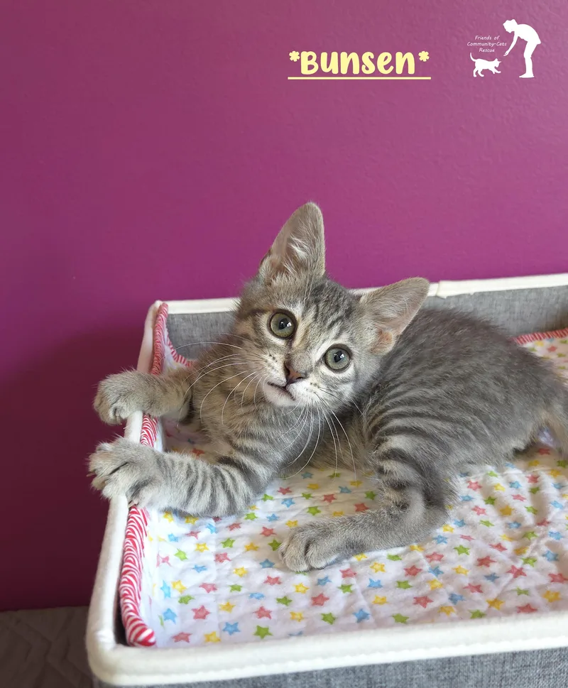 Bunsen thumbnail 3