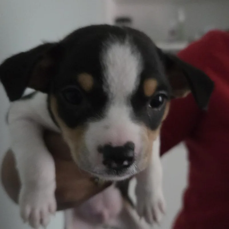 A baby small-sized male White / Cream Mixed Breed dog named Yale for adoption in Leander, TX