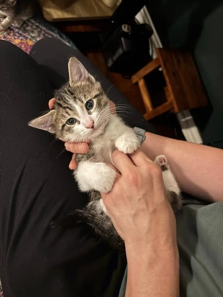 A baby medium-sized male Brown / Chocolate Tabby cat named Shark for adoption in Richardson, TX