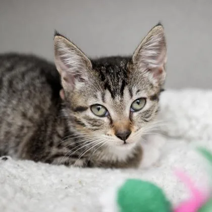 A baby small-sized female Black Domestic Short Hair cat named Button for adoption in Atlanta, GA