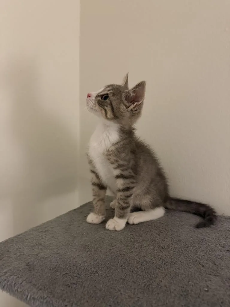 A baby medium-sized male Domestic Short Hair cat named Frodo Baggins for adoption in Parkville, MD