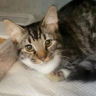 A young small-sized male Brown / Chocolate Domestic Medium Hair cat named Shadow for adoption in New York, NY