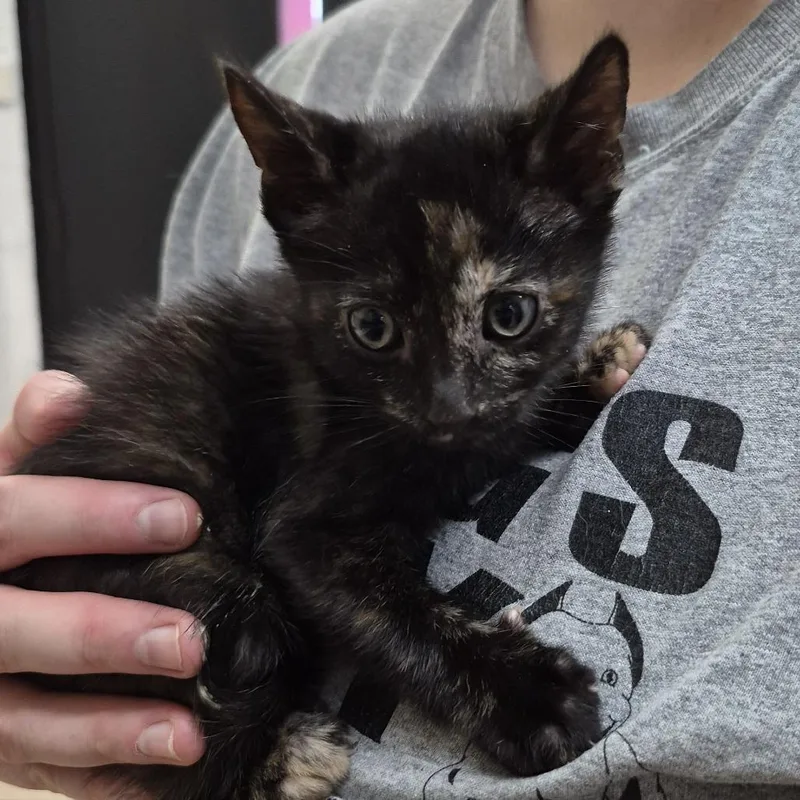 A baby small-sized female Black Domestic Short Hair cat named Baby for adoption in Ardmore, OK