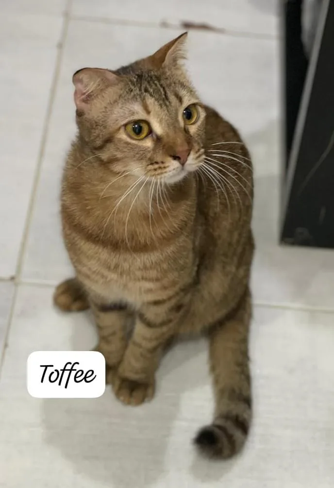 A young large-sized female Scottish Fold cat named Toffee for adoption in San Jacinto, CA