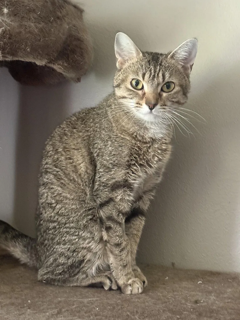 A young medium-sized female Domestic Short Hair cat named Susan for adoption in Fenton, MO
