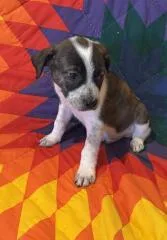 A baby small-sized male Mixed Breed dog named A&w for adoption in Hot Springs, SD