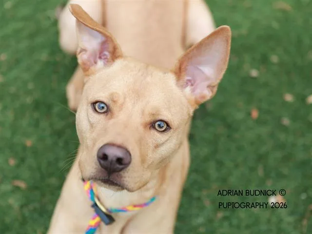 An adult medium-sized male Yellow / Tan / Blond / Fawn Mixed Breed dog named King Munyun Summers for adoption in Nashville, TN