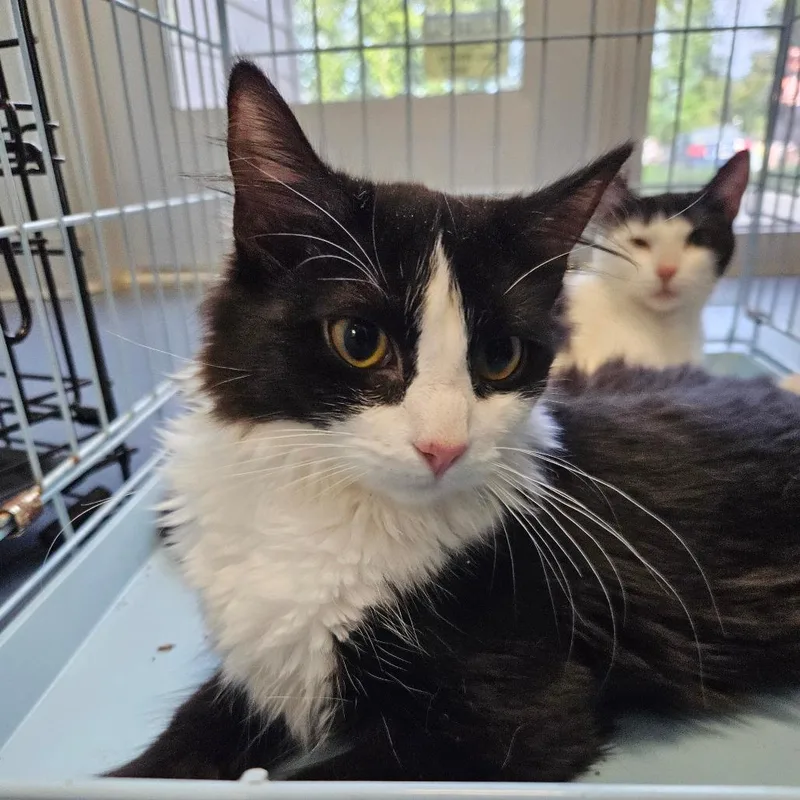 An adult medium-sized female Black Domestic Medium Hair cat named True for adoption in Greensboro, NC