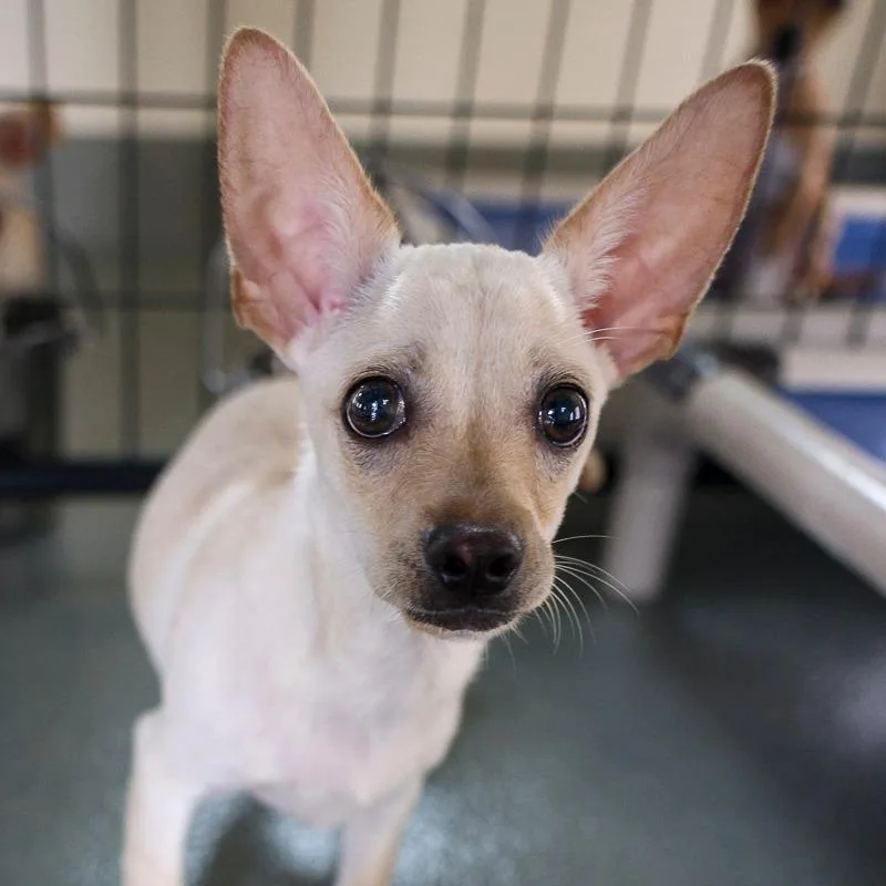 A baby small-sized male Yellow / Tan / Blond / Fawn Chihuahua dog named Tiny Tot for adoption in Bradenton, FL