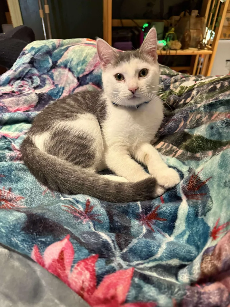 A young small-sized male Domestic Short Hair cat named Bernie for adoption in Manchester, CT