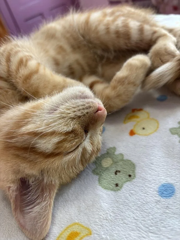 A baby small-sized male Tabby (Orange / Red) Domestic Short Hair cat named Mumble for adoption in West Mifflin, PA