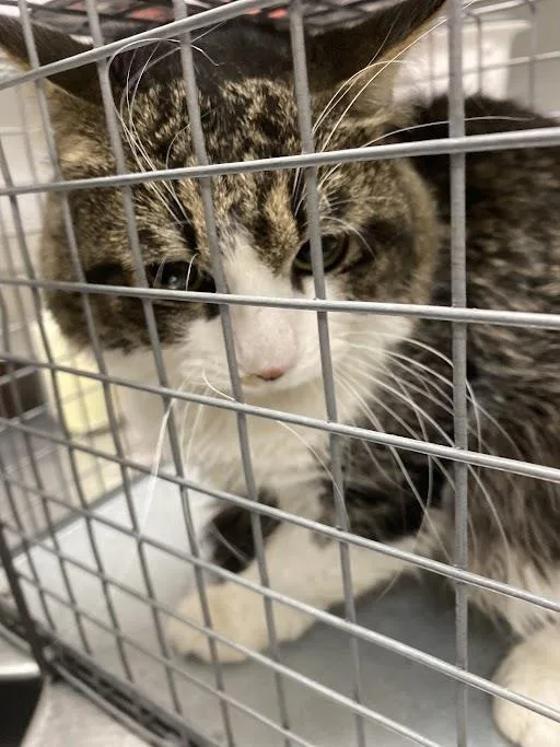 An adult large-sized male Domestic Medium Hair cat named Willie for adoption in Las Vegas, NV