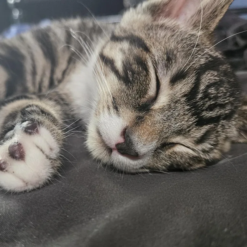 A baby small-sized male Brown / Chocolate Domestic Short Hair cat named Osmium Ridge for adoption in Eaton Rapids, MI