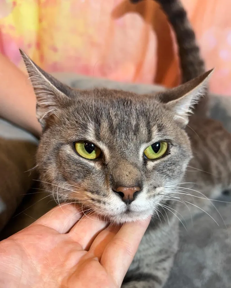 An adult medium-sized male Domestic Short Hair cat named Lip for adoption in Wintersville, OH