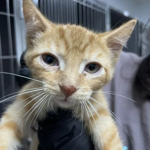 A baby small-sized male Domestic Short Hair cat named Maddox for adoption in Marble, NC