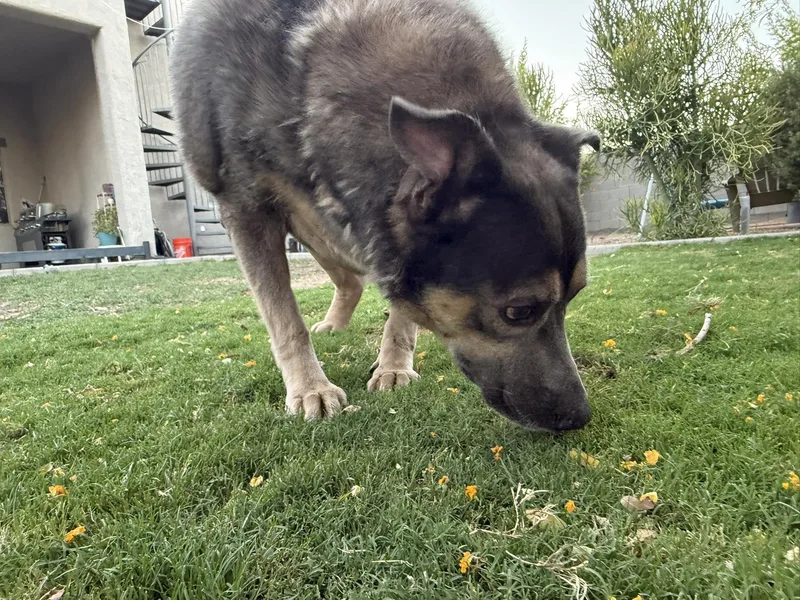 An adult extra large-sized female Doberman Pinscher dog named Iceberg for adoption in Mesa, AZ