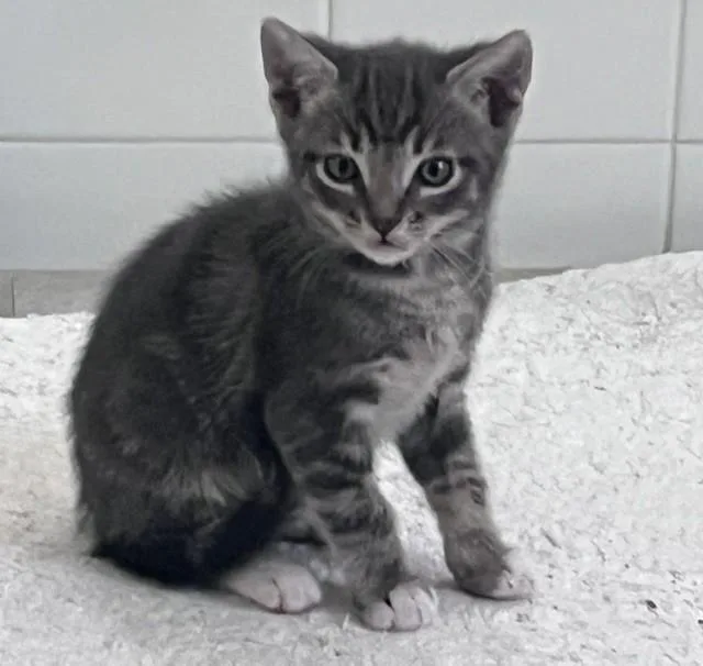 A baby large-sized male Domestic Short Hair cat named Donnie for adoption in Camarillo, CA
