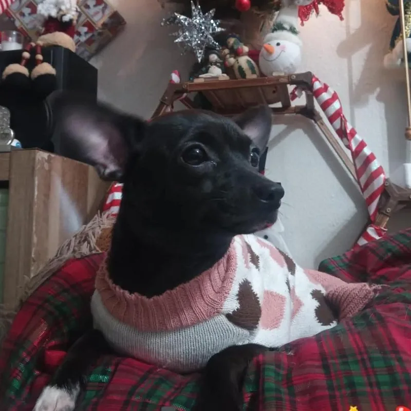 An adult small-sized female Black Chihuahua dog named Amora for adoption in Webster, TX