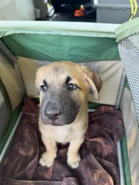 A baby medium-sized female Shepherd dog named Sammy for adoption in Union Beach, NJ