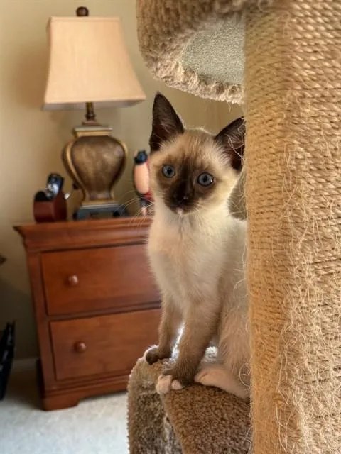A baby small-sized female Domestic Short Hair cat named Mira for adoption in Tustin, CA