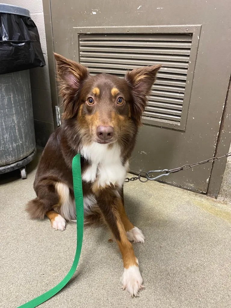 A young large-sized female Australian Shepherd dog named Ivy for adoption in Hopkinsville, KY