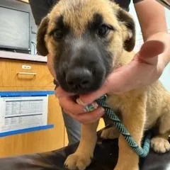 A baby small-sized female Brown / Chocolate Shepherd dog named Zippy for adoption in Durango, CO