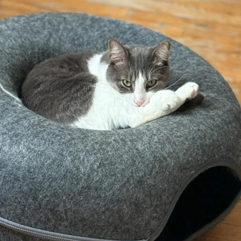 A young medium-sized male Tabby cat named Benny for adoption in Newark, NJ