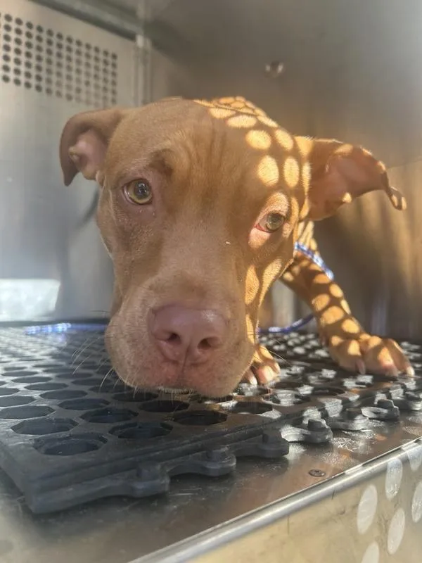 A young large-sized male Pit Bull Terrier dog named Rusty for adoption in Austin, TX