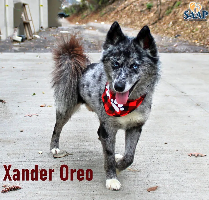Xander Oreo