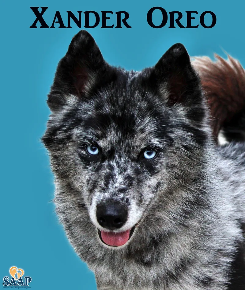 Xander Oreo thumbnail 2
