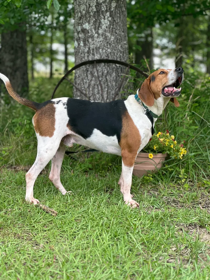 An adult large-sized male Treeing Walker Coonhound dog named Danny for adoption in Manchester, TN