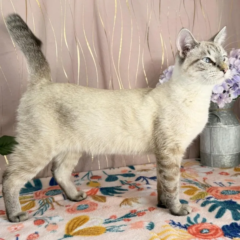 A baby small-sized female Gray / Blue / Silver Siamese cat named Betty Rose for adoption in Long Beach, MS